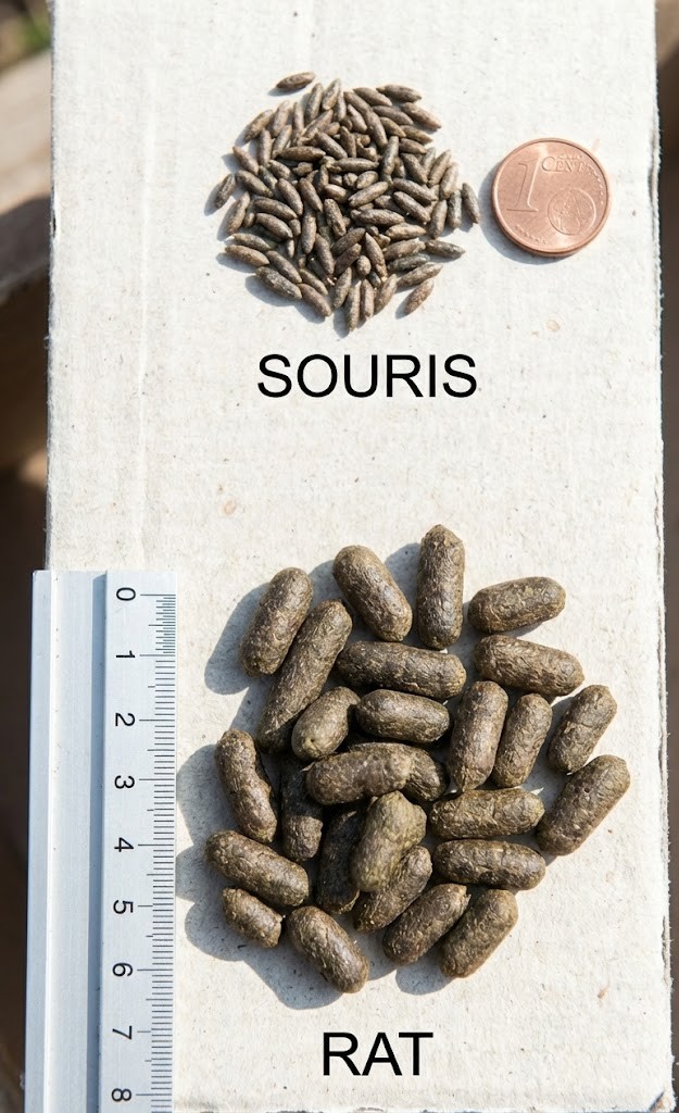 Photo comparative : crotte de rat orléanais vs crotte de souris